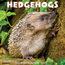 2026 Willow Creek Press Animals Monthly Wall Calendar, 12" x 12", Hedgehogs, January To December, 51467