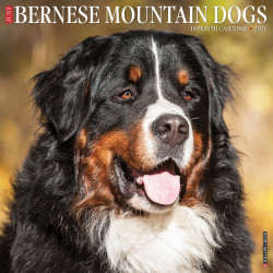 bernese mountain dog calendar