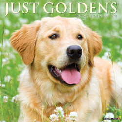 Willow Creek Wall Calendar Golden Retrievers Office Depot