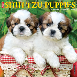 Willow Creek Wall Calendar Shih Tzu Puppies Office Depot