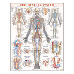 QuickStudy Human Anatomical Poster English Skeletal System 28 x 22 ...