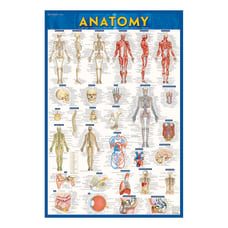 QuickStudy Human Anatomical Poster English 28