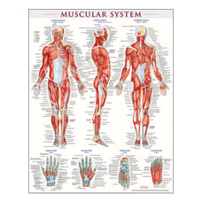 QuickStudy Human Anatomical Poster English Muscular