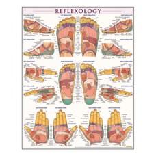 QuickStudy Human Anatomical Poster English Reflexology