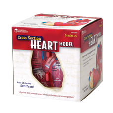 Learning Resources Human Heart Cross Section