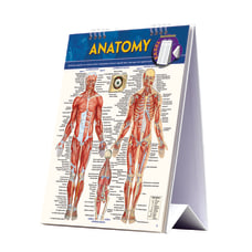 QuickStudy Easel Human Anatomy