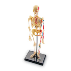 Learning Resources Human Skeleton Model Grade